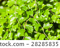 young tree 28285835