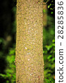 outdoor 28285836