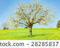 amazing tree 28285837