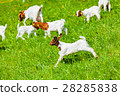 young goats 28285838