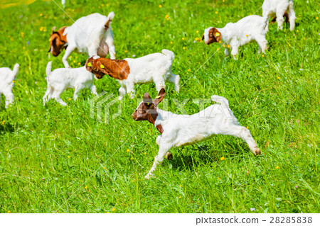 young goats young goats 28285838
