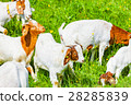young animals 28285839