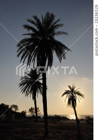 Park of Ashkelon in Israel 28286526