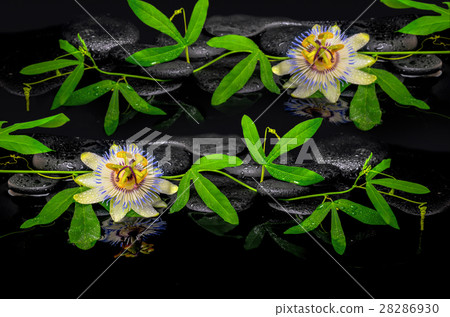 spa concept of passiflora flower and green branch 28286930