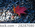 Autumn leaves on ball gravel 28287080