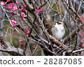 Thrush and red plum 28287085