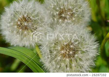 Three fluffy dandelions 28287102