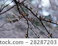 Suzume's sparrow 28287203