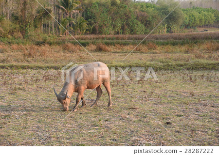 the buffalo is in the farm 28287222