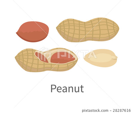 Peanut Vector Illustration in Flat Style Design Peanut Vector Illustration in Flat Style Design 28287616