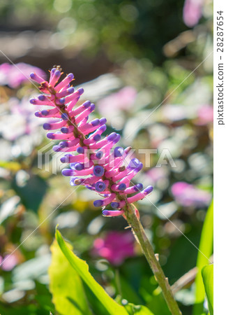 Matchstick Bromeliad,aechmea gamosepala flower Matchstick Bromeliad,aechmea gamosepala flower 28287654