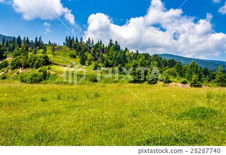 spruce forest on a mountain hill side spruce forest on a mountain hill side 28287740
