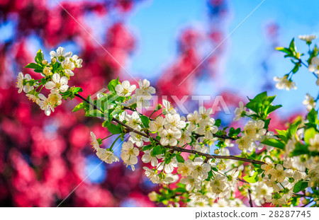 flowers of apple tree on a bulr background flowers of apple tree on a bulr background 28287745