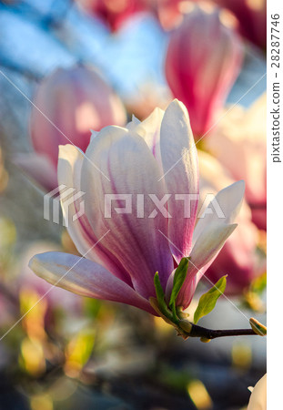 magnolia flowers on a blurry background magnolia flowers on a blurry background 28287746