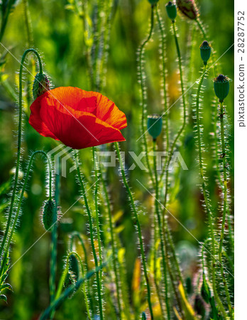 red poppy in the wheat field 28287752