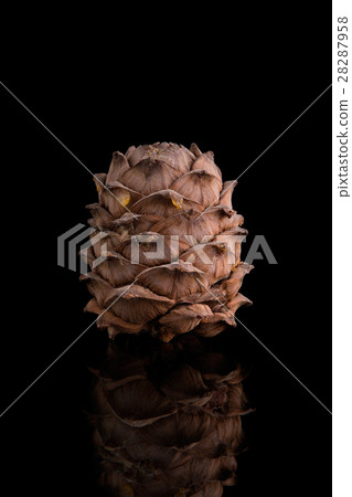 Pine cones on a black background Pine cones on a black background 28287958