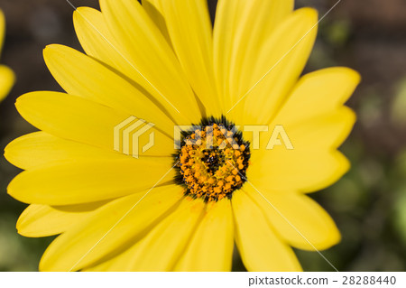 迪形態塞卡 28288440