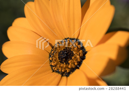 迪形態塞卡 28288441