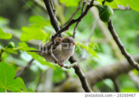 Grey sparrow on a tree branch. Focus on the bird. Grey sparrow on a tree branch. Focus on the bird. 28288467