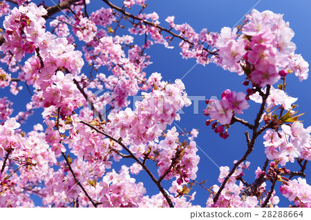 Kawazu Sakura Koide河湘南茅崎市 28288664