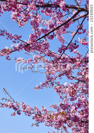 Kawazu Sakura Koide River Shonan Chigasaki City 28288665