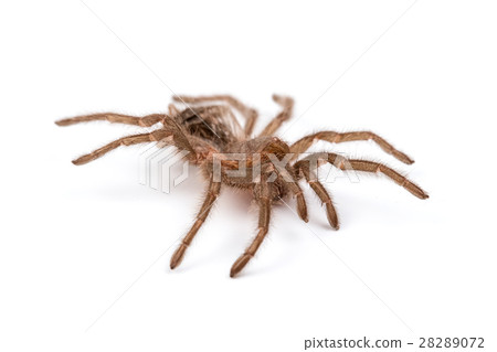 Isolated photo of brown spider's pelt 28289072