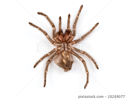 Isolated photo of brown spider's molt Isolated photo of brown spider's molt 28289077