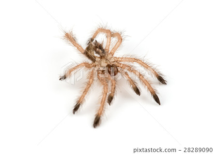 Isolated shoot of brown spider's molt 28289090