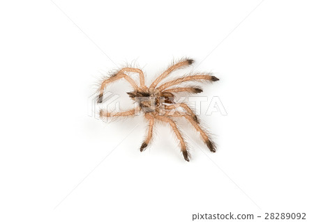 Isolated shoot of spider's molt 28289092