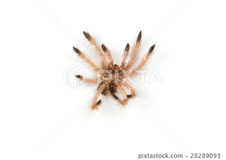 Isolated shoot of spider's moult Isolated shoot of spider's moult 28289093