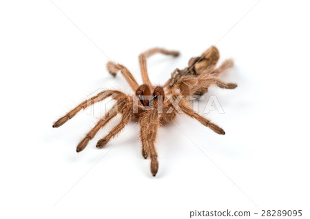 Macro photo of spider's moult 28289095