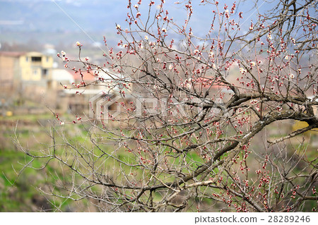 Spring blossoms Spring blossoms 28289246