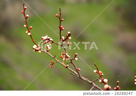 Spring blossoms Spring blossoms 28289247