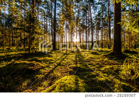 Sunrise in pine forest 28289307