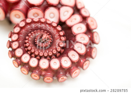 close up of octopus leg 28289785