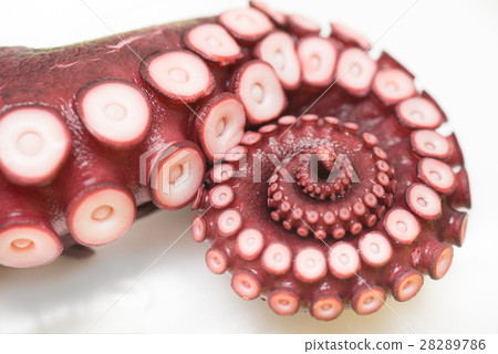 close up of octopus leg 28289786
