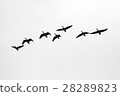 Aerial view of flying ducks 28289823