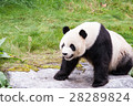 panda in the wild endangered species 28289824