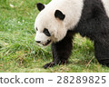 panda in the wild endangered species 28289825