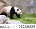panda in the wild endangered species 28289826