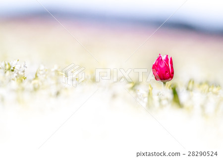 hyacinths with a tulip hyacinths with a tulip 28290524
