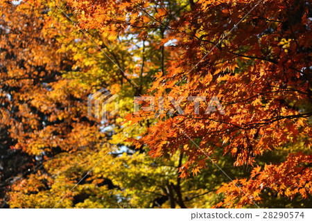 An orange-grown maple 28290574