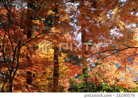 Autumn leaves of Chusonji in Autumn 28290576