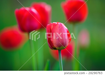 Red tulip flowers 28290763