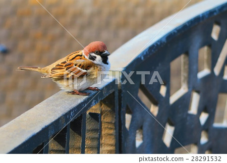 Sparrow that fits in a railing at a bridge 28291532