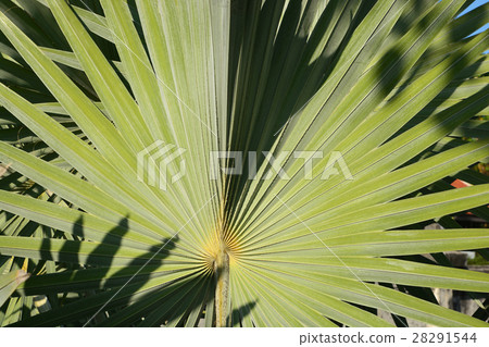 palm tree leaf palm tree leaf 28291544