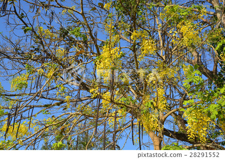 Cassia fistula Linn 28291552