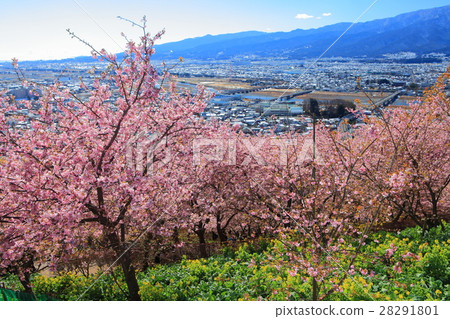 松田山Nishiheira野外公園早期開花櫻花和Saki河 松田山Nishiheira野外公園早期開花櫻花和Saki河 28291801