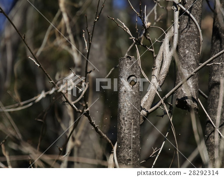 Kogera's nest making Kogera's nest making 28292314