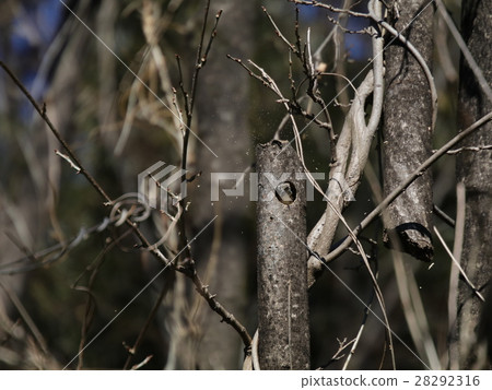 Kogera's nest making Kogera's nest making 28292316